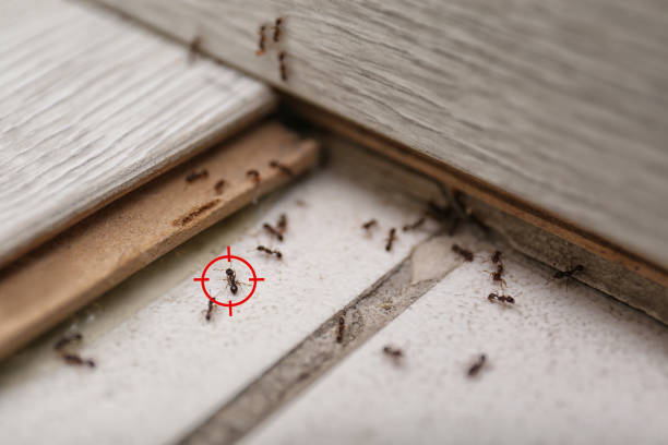 Best Cockroach Control Services  in Wilkinsburg, PA